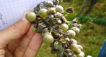 Jak se vypořádat s padlím (padlí) na hroznech lidovými a chemickými prostředky, tím lépe zpracovat